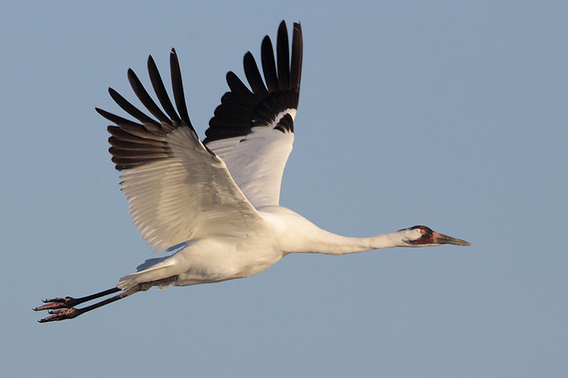 Whooping Cranes have black on their wings, but only near the wingtips