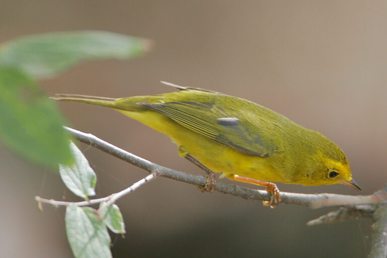 Yellow Warbler ID, Facts, Diet, Habit & More Birdzilla