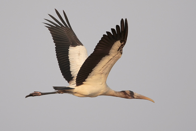 Wood Stork flying