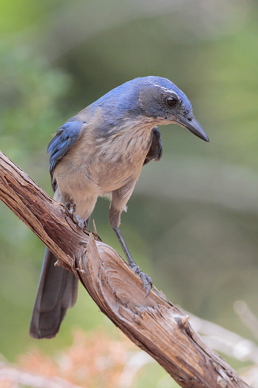 Woodhouse's Scrub-Jay