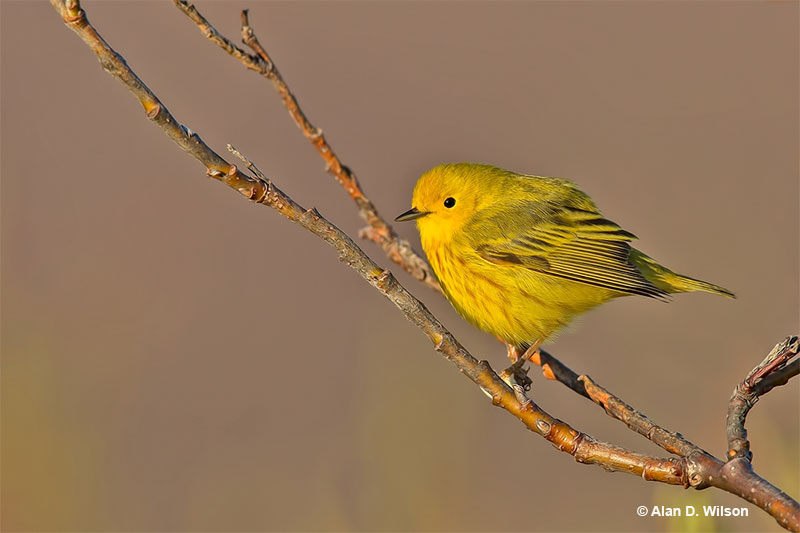 Yellow Warbler on a branch