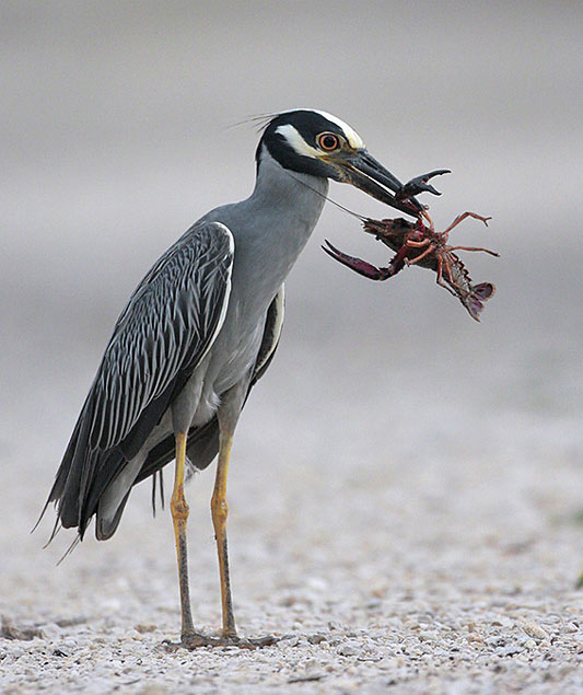 Yellow-crowned Night Heron with a fresh meal