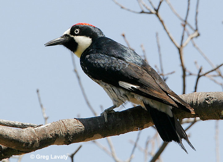 Acorn Woodpecker