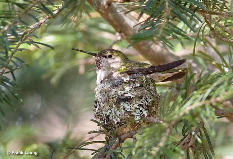 Allen's Hummingbird on the nest
