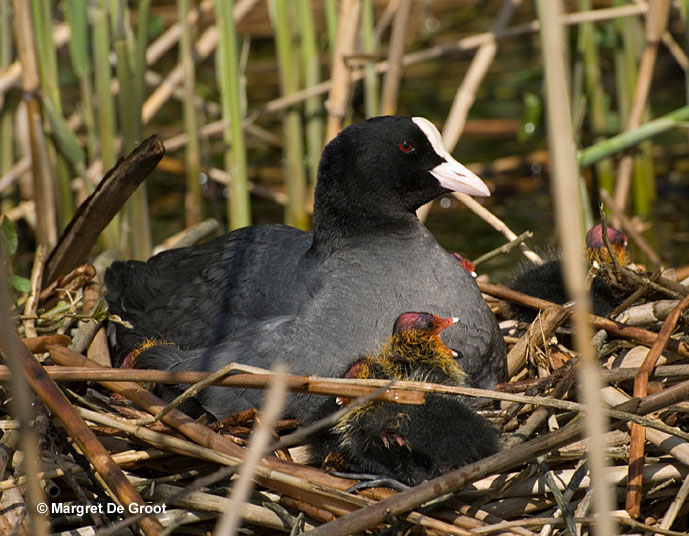 American Coot ID, Facts, Diet, Habit & More Birdzilla
