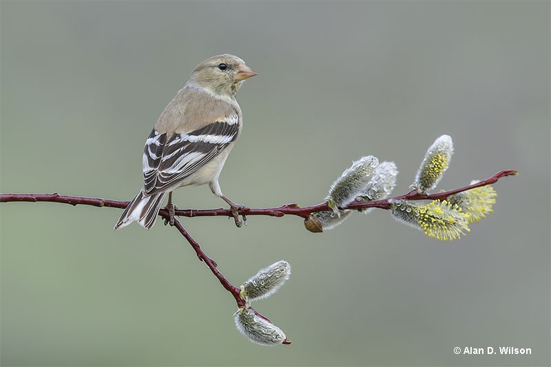 Male and female goldfinches look really similar in the winter