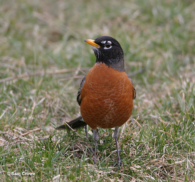 Robin, Migration, Diet & Habitat