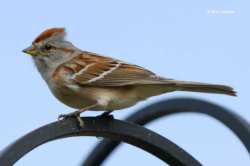 American Tree Sparrow