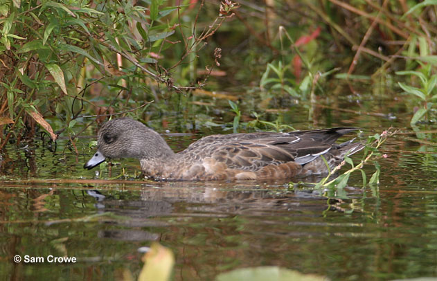 Wigeon looking for food