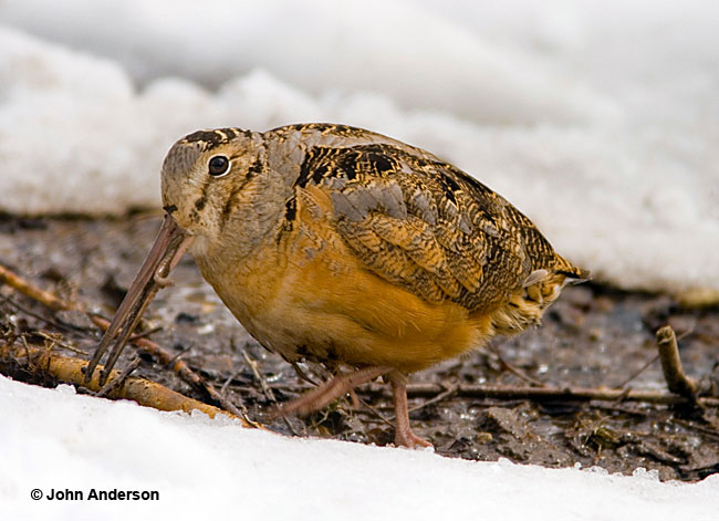 For some, Woodcocks are hilariously funny bird names.