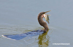 Anhinga - ID, Facts, Diet, Habit & More | Birdzilla