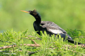 Anhinga - ID, Facts, Diet, Habit & More | Birdzilla