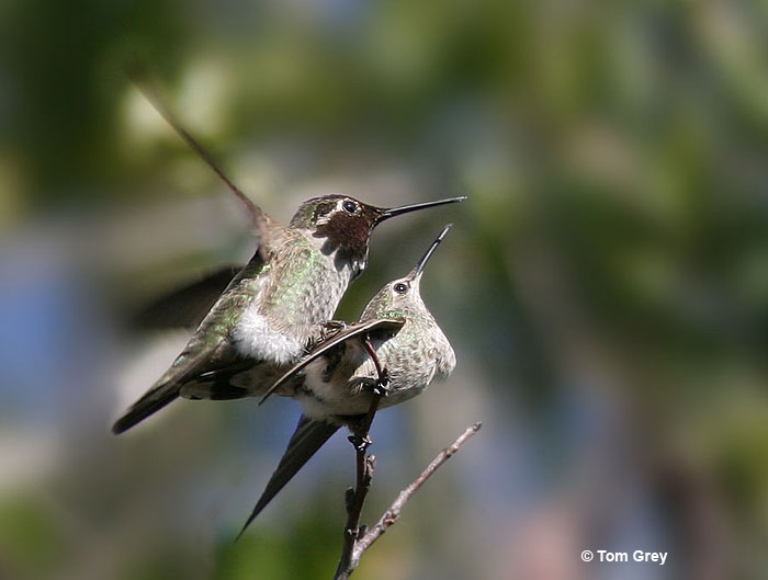 Male and female Anna's Hummingbirds