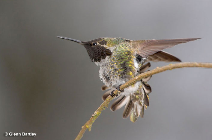 Do Hummingbirds Migrate?