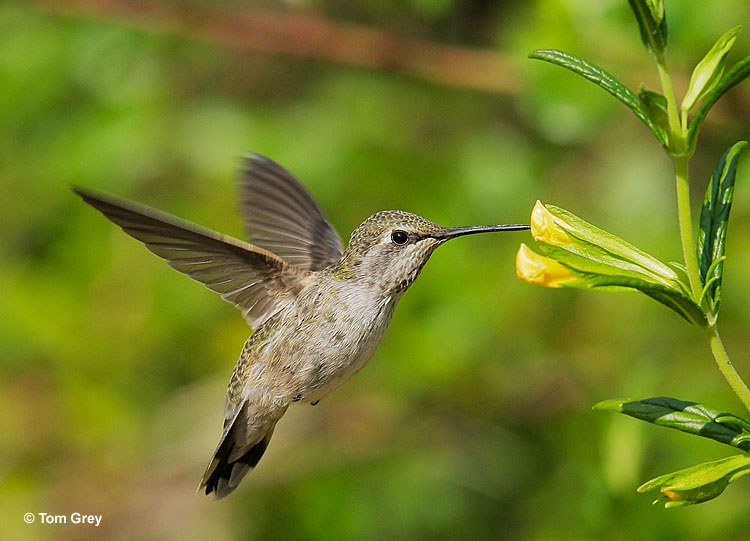 Female Anna's Hummingbird hovering near a flower