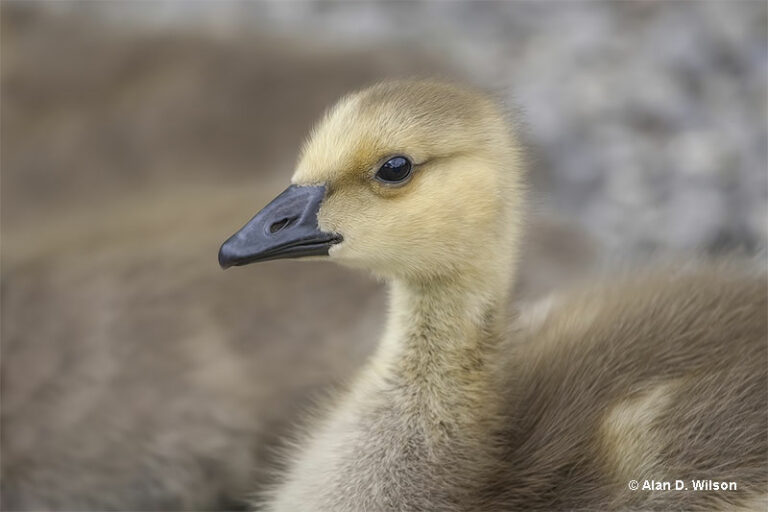 Baby Goose Identification, Diet & More
