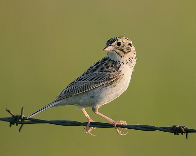 bairds sparrow