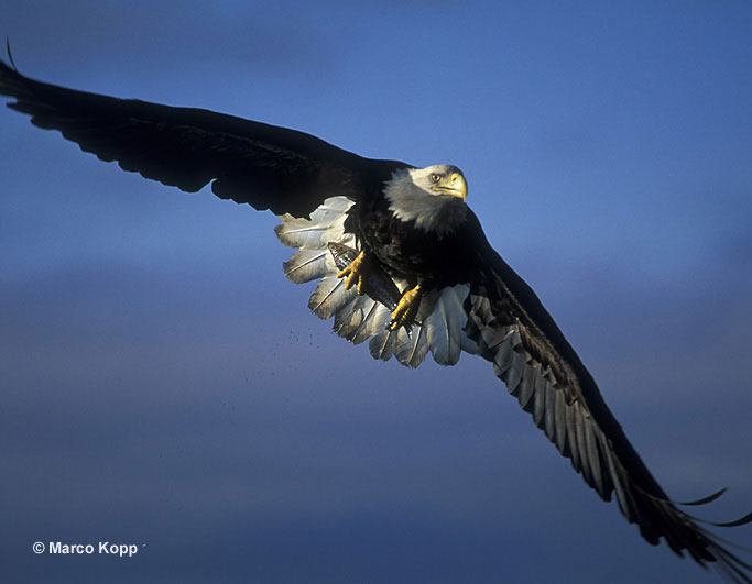Bald Eagle soaring the skies