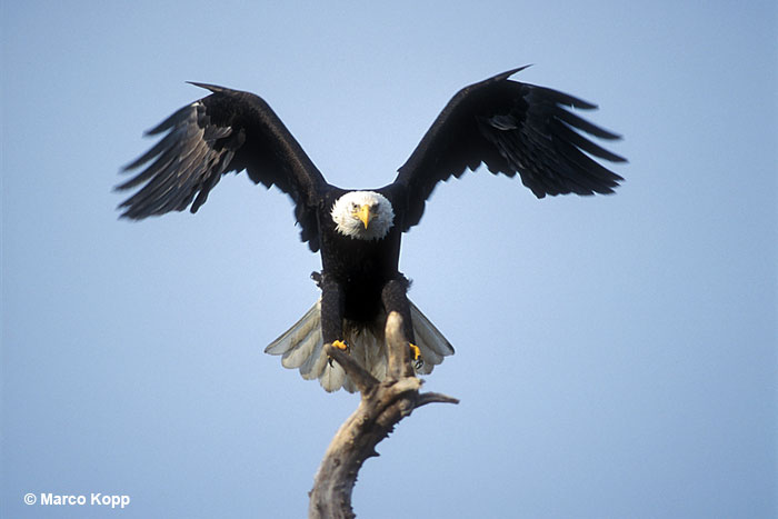 Bald Eagle taking off