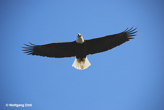 Bald Eagle soaring the skies