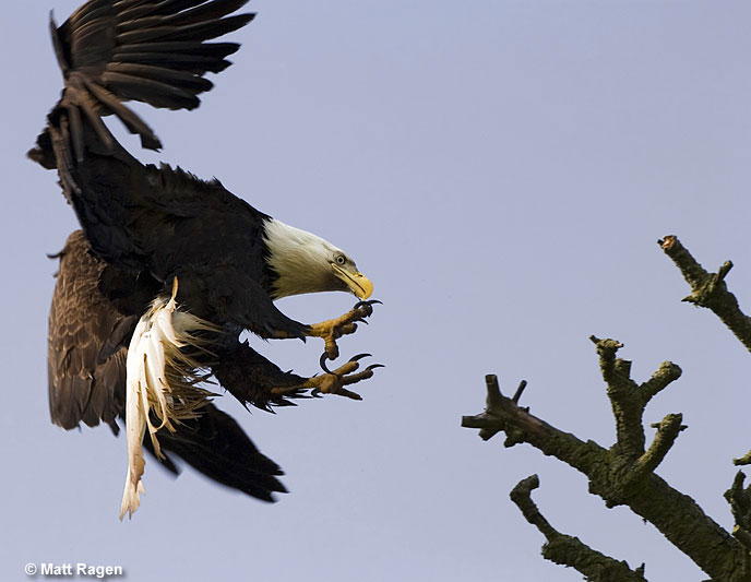 Eagles symbolize strength and bravery