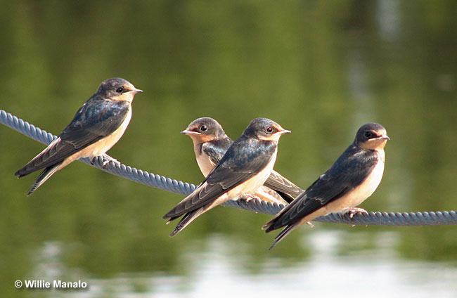 Barn swallows