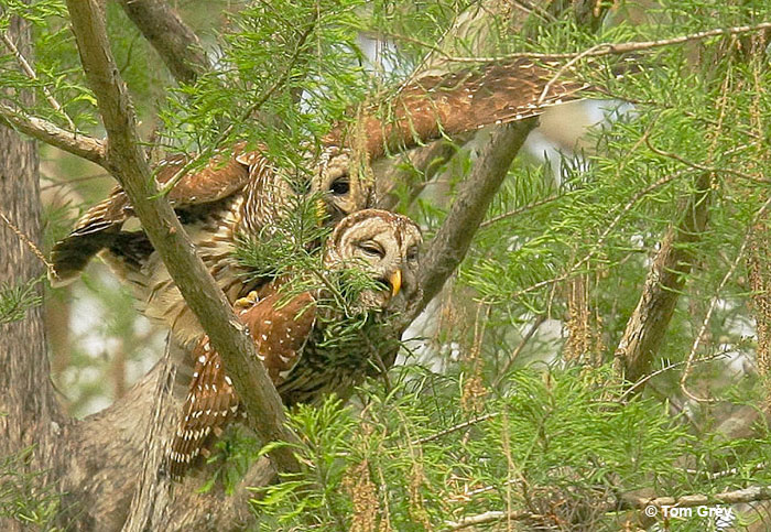 Barred Owls