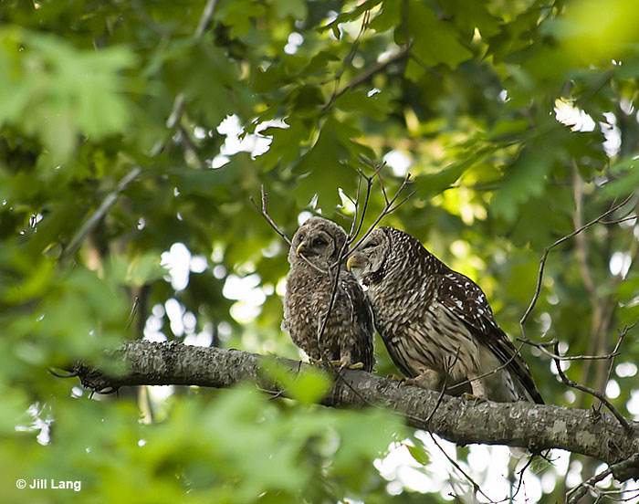 Barred Owls