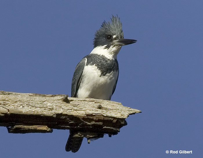 Male Belted Kingfisher