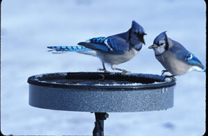 Blue jays pair