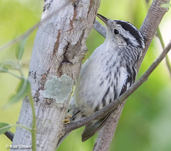 Black-and-white Warbler