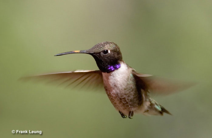 black-chinned-hummingbird-m
