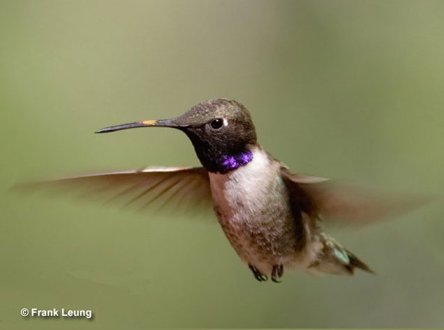 black-chinned-hummingbird