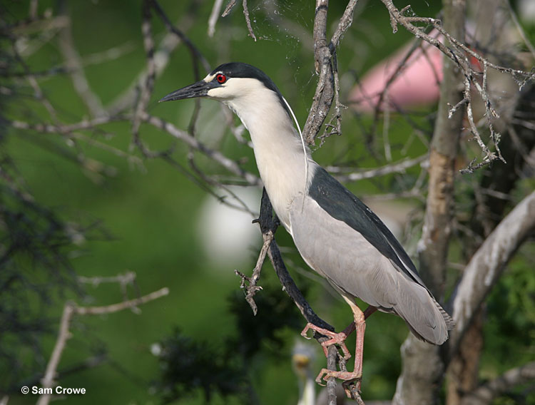 Black Crowned Night Heron