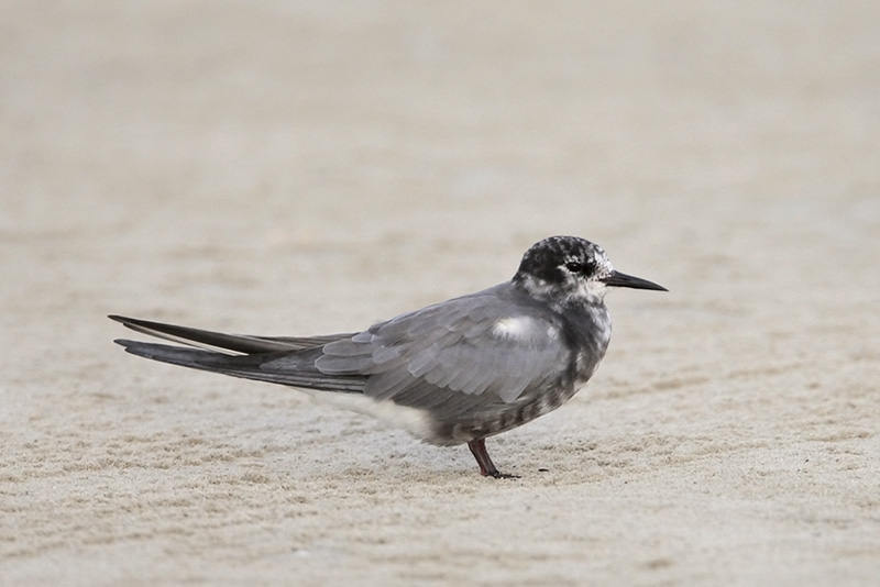 Black Tern