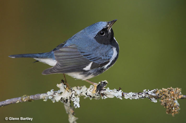 Black-throated Blue Warbler