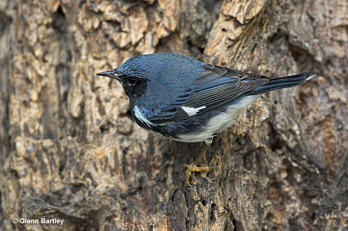 Black-throated Blue Warbler