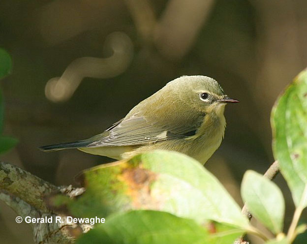 Female Black-throated Blue Warbler