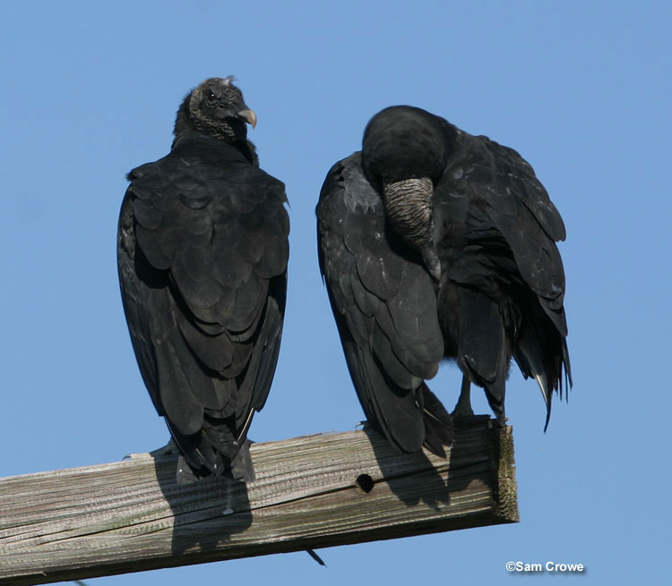 vultures perching