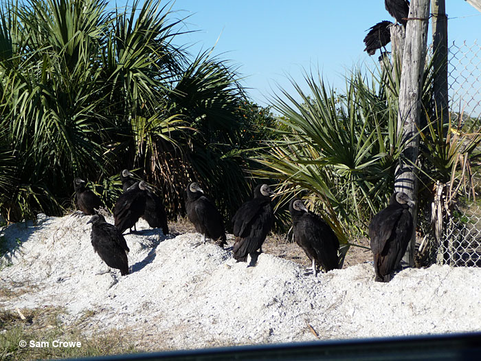 group of vultures