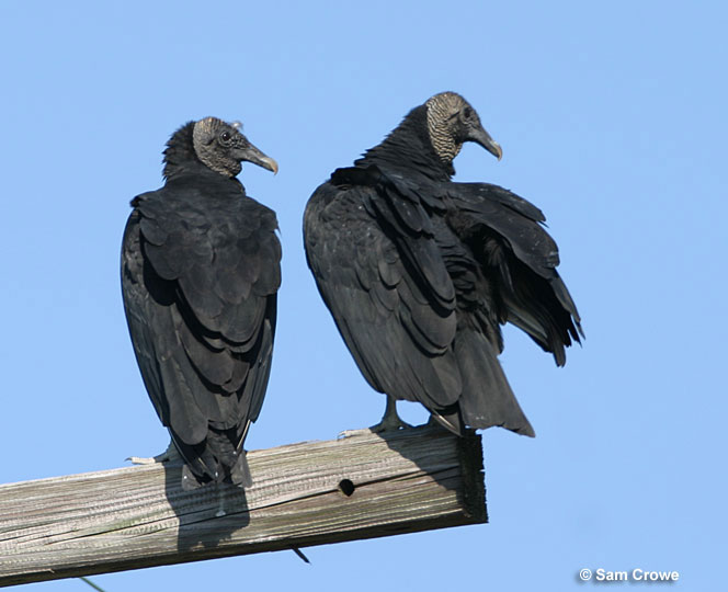 Black Vulture