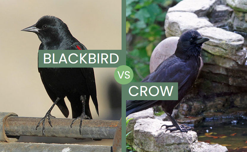 Blackbird vs Crow – What Are The Differences?