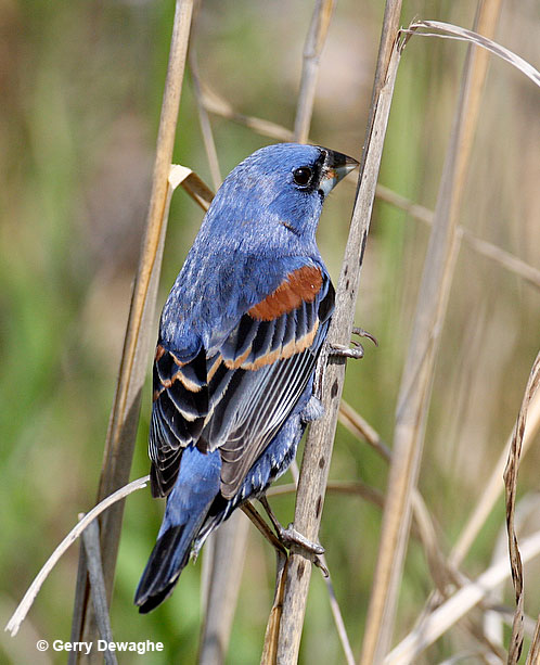 blue grosbeak