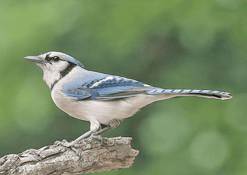 blue jay is a common bird in Texas