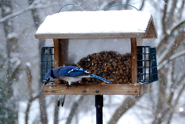 Blue Jays can be spotted near feeders