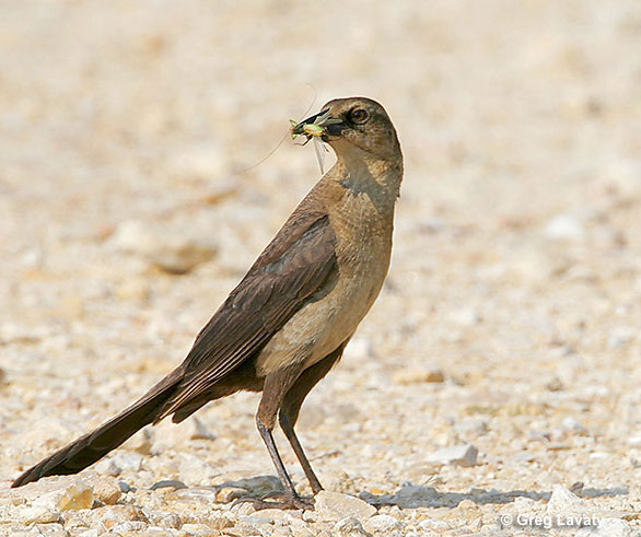 Female Boat-tailed Grackle