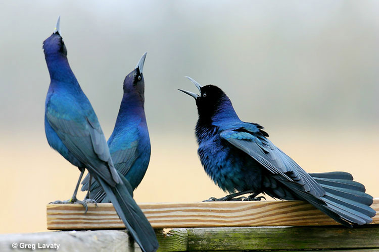 Boat-tailed Grackles