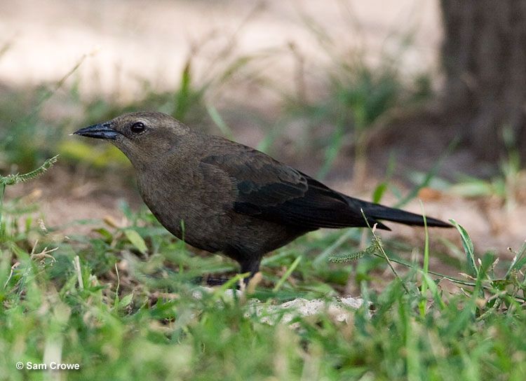 Brewer's Blackbird