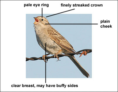 Brewers Sparrow