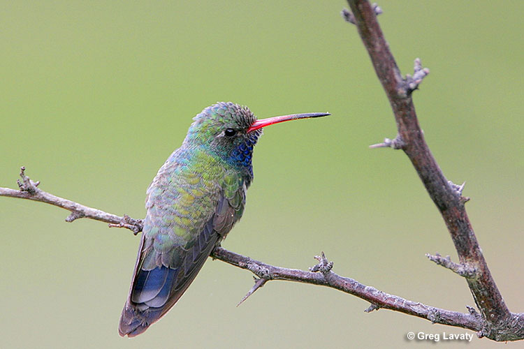 Hummingbirds are known for their colorful plumages